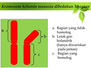 Gen Terpaut Seks dan Pewarisan Autosom | PPTX