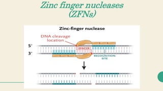 Zinc finger nucleases
(ZFNs)
 