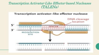 Transcription Activator-Like Effector-based Nucleases
(TALENs)
 