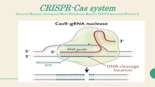 CRISPR-Cas system
Clustered Regularly Interspaced Short Palindromic Repeats CRISPR-Associated Proteins 9
 