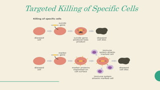 Targeted Killing of Specific Cells
 
