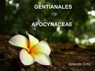 GENTIANALES
Orlando Ortiz
APOCYNACEAE
 