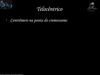 Telocêntrico  Centrômero na ponta do cromossomo Grupo Aliança de Enfermagem 