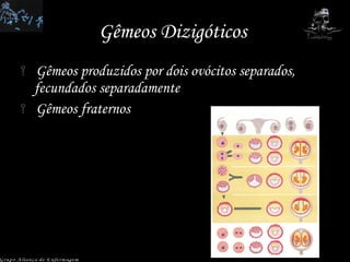 Gêmeos Dizigóticos  Gêmeos produzidos por dois ovócitos separados, fecundados separadamente Gêmeos fraternos Grupo Aliança de Enfermagem 