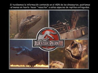 Si tuviésemos la información contenida en el ADN de los dinosaurios, podríamos –al menos en teoría- hacer “resucitar” a estas especies de reptiles extinguidos. 