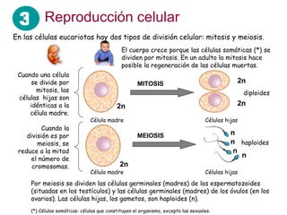 Reproducción celular En las células eucariotas hay dos tipos de división celular: mitosis y meiosis. Célula madre Células hijas MITOSIS MEIOSIS 2n 2n 2n 2n n n n n Cuando una célula se divide por mitosis, las células  hijas son idénticas a la célula madre. Cuando la división es por meiosis, se reduce a la mitad el número de cromosomas. diploides haploides Por meiosis se dividen las células germinales (madres) de los espermatozoides (situadas en los testículos) y las células germinales (madres) de los óvulos (en los ovarios). Las células hijas, los gametos, son haploides (n). (*) Células somáticas: células que constituyen el organismo, excepto las sexuales. El cuerpo crece porque las células somáticas (*) se dividen por mitosis. En un adulto la mitosis hace posible la regeneración de las células muertas. Célula madre Células hijas 3 