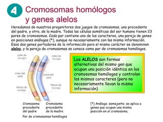 Cromosomas homólogos y genes alelos Heredamos de nuestros progenitores dos juegos de cromosomas, uno procedente del padre, y otro, de la madre. Todas las células somáticas del ser humano tienen 23 pares de cromosomas. Cada par contiene uno de los caracteres, una pareja de genes en posiciones análogas (*), aunque no necesariamente con las misma información. Esos dos genes portadores de la información para el mismo carácter se denominan  alelos , y la pareja de cromosomas se conoce como par de cromosomas homólogos. Cromosoma procedente del padre Cromosoma procedente de la madre Par de cromosomas homólogos Los  ALELOS  son formas alternativas del mismo gen que ocupan una posición idéntica en los cromosomas homólogos y controlan los mismos caracteres (pero no necesariamente llevan la misma información) (*) Análoga: semejante; se aplica a genes que ocupan una misma posición en el cromosoma. 4 