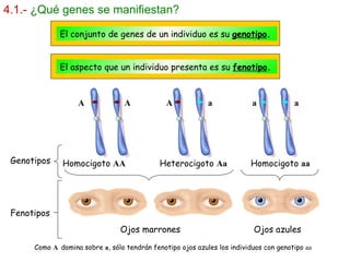 4.1.-   ¿Qué genes se manifiestan? El conjunto de genes de un individuo es su  genotipo . El aspecto que un individuo presenta es su  fenotipo . Homocigoto  AA   Heterocigoto  Aa   Homocigoto  aa Genotipos Fenotipos Ojos marrones  Ojos azules Como  A   domina sobre  a , sólo tendrán fenotipo ojos azules los individuos con genotipo  aa A  A  A  a  a  a 