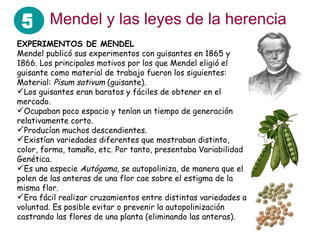 Mendel y las leyes de la herencia EXPERIMENTOS DE MENDEL Mendel publicó sus experimentos con guisantes en 1865 y 1866. Los principales motivos por los que Mendel eligió el guisante como material de trabajo fueron los siguientes: Material:  Pisum sativum  (guisante).  Los guisantes eran baratos y fáciles de obtener en el mercado.  Ocupaban poco espacio y tenían un tiempo de generación relativamente corto.  Producían muchos descendientes.  Existían variedades diferentes que mostraban distinto, color, forma, tamaño, etc. Por tanto, presentaba Variabilidad Genética.  Es una especie  Autógama , se autopoliniza, de manera que el polen de las anteras de una flor cae sobre el estigma de la misma flor.  Era fácil realizar cruzamientos entre distintas variedades a voluntad. Es posible evitar o prevenir la autopolinización castrando las flores de una planta (eliminando las anteras).  5 