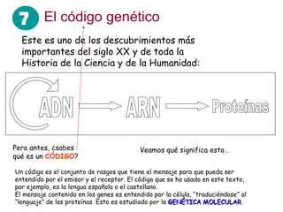 El código genético Este es uno de los descubrimientos más importantes del siglo XX y de toda la Historia de la Ciencia y de la Humanidad: Veamos qué significa esto… Pero antes, ¿sabes qué es un  CÓDIGO ? Un código es el conjunto de rasgos que tiene el mensaje para que pueda ser entendido por el emisor y el receptor. El código que se ha usado en este texto, por ejemplo, es la lengua española o el castellano. El mensaje contenido en los genes es entendido por la célula, “traduciéndose” al “lenguaje” de las proteínas. Esto es estudiado por la  GENÉTICA MOLECULAR . 7 ADN ARN Proteínas 