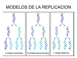 MODELOS DE LA REPLICACION 