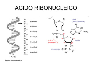 ACIDO RIBONUCLEICO 