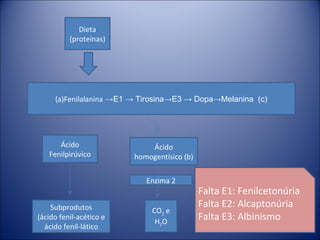 Dieta (proteínas) (a)Fenilalanina  ->E1 -> Tirosina->E3 -> Dopa->Melanina  (c) Ácido Fenilpirúvico Ácido homogentísico (b) Subprodutos (ácido fenil-acético e ácido fenil-lático Enzima 2 CO 2  e H 2 O Falta E1: Fenilcetonúria Falta E2: Alcaptonúria Falta E3: Albinismo 