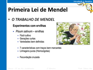 Introdução à Genética




Primeira Lei de Mendel
• O TRABALHO DE MENDEL
      Experimentos com ervilhas
         Pisum sativum – ervilhas
               Fácil cultivo
               Gerações curtas
               Variedades bem definidas

               7 características com traços bem marcantes
               Linhagens puras (Homozigotas)

               Fecundação cruzada



Ciências – 8º ano Ens. Fundamental         3º Bimestre            Profa. Rebeca Vale
 