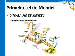 Introdução à Genética




Primeira Lei de Mendel
• O TRABALHO DE MENDEL
      Experimentos com ervilhas




Ciências – 8º ano Ens. Fundamental   3º Bimestre        Profa. Rebeca Vale
 