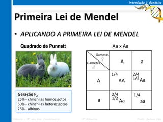 Introdução à Genética




Primeira Lei de Mendel
• APLICANDO A PRIMEIRA LEI DE MENDEL
     Quadrado de Punnett                               Aa x Aa
                                            Gametas
                                                ♀
                                        Gametas              A             a
                                          ♂

                                                       1/4          2/4
                                                                    1/2
                                               A             AA           Aa

   Geração F2                                          2/4           1/4
   25% - chinchilas homozigotos                    a   1/2
                                                             Aa           aa
   50% - chinchilas heterozigotos
   25% - albinos

Ciências – 8º ano Ens. Fundamental   3º Bimestre                       Profa. Rebeca Vale
 