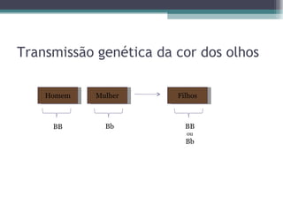 Transmissão genética da cor dos olhos Homem Mulher BB Filhos BB ou Bb Bb 
