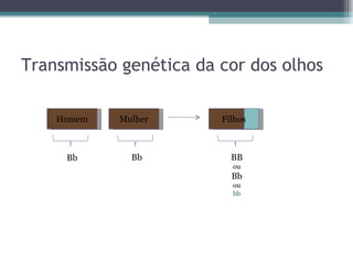 Transmissão genética da cor dos olhos Homem Mulher Bb BB ou Bb ou bb Bb Filhos 