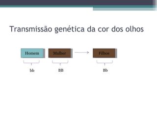 Transmissão genética da cor dos olhos Homem Mulher bb Bb BB Filhos 