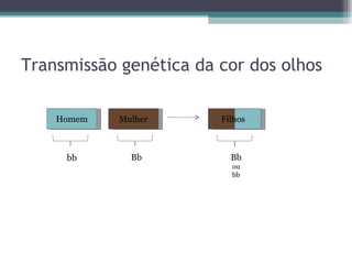 Transmissão genética da cor dos olhos Homem Mulher bb Bb Bb ou bb Filhos 
