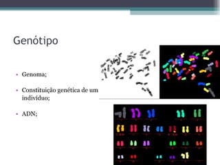 Genótipo Genoma; Constituição genética de um  indivíduo; ADN; 
