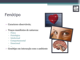 Fenótipo Caracteres observáveis; Traços manifestos de natureza: Física Fisiológica Intelectual Comportamental Emocional … Genótipo em interacção com o ambiente 