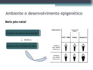 Ambiente e desenvolvimento epigenético Meio pós-natal  Aumento da estatura da população Melhoria das condições de vida devido a: 
