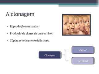 A clonagem Reprodução assexuada; Produção de clones de um ser vivo; Cópias geneticamente idênticas;  Clonagem Natural Artificial 