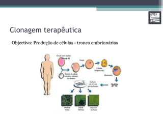 Clonagem terapêutica Objectivo: Produção de células - tronco embrionárias 