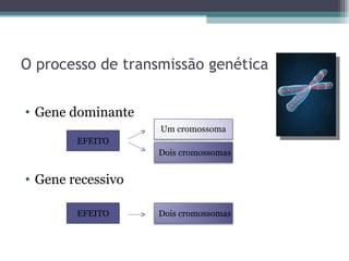 O processo de transmissão genética Gene dominante Gene recessivo EFEITO EFEITO Um cromossoma Dois cromossomas Dois cromossomas 