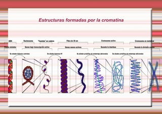 Ácido nucleico glicólico Es un ácido nucleico artificial donde se sustituye la ribosa por glicerol, conservando la base y el enlace fosfodiéster. No existe en la naturaleza. Puede unirse complementariamente al ADN y al ARN, y sorprendentemente, lo hace de forma más estable. Es la forma químicamente más simple de un ácido nucleico y se especula con que haya sido el precursor ancestral de los actuales ácidos nucleicos 