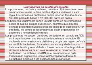 Las dos hebras están enrolladas en torno a un eje imaginario, que gira en contra del sentido de las agujas de un reloj. Las vueltas de estas hélices se estabilizan mediante puentes de Hidrógeno. 