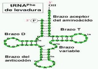 Tipos de cromosoma según la posición del centrómero Metacéntricos: El centrómero se localiza a mitad del cromosoma y los dos brazos presentan igual longitud. Submetacéntricos : La longitud de un brazo del cromosoma es algo mayor que la del otro. Acrocéntricos: Un brazo es muy corto (p) y el otro largo (q). Telocéntricos Sólo se aprecia un brazo del cromosoma al estar el centrómero en el extremo. 
