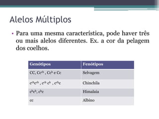 Alelos Múltiplos
• Para uma mesma característica, pode haver três
  ou mais alelos diferentes. Ex. a cor da pelagem
  dos coelhos.

      Genótipos                Fenótipos

      CC, Ccch , Cch e Cc      Selvagem

      cchcch , cch ch , cchc   Chinchila

      chch, chc                Himalaia

      cc                       Albino
 
