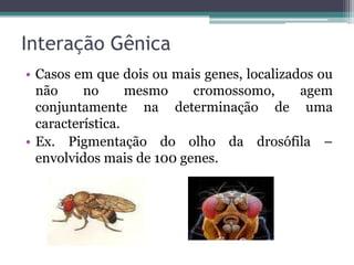 Interação Gênica
• Casos em que dois ou mais genes, localizados ou
  não     no      mesmo    cromossomo,      agem
  conjuntamente na determinação de uma
  característica.
• Ex. Pigmentação do olho da drosófila –
  envolvidos mais de 100 genes.
 