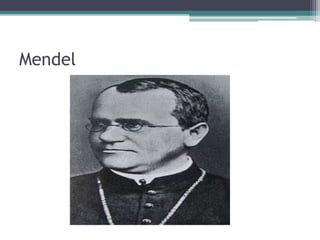 Mendel
 