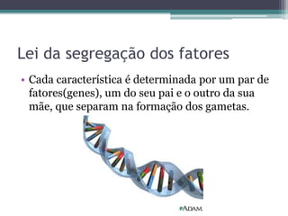 Lei da segregação dos fatores
• Cada característica é determinada por um par de
  fatores(genes), um do seu pai e o outro da sua
  mãe, que separam na formação dos gametas.
 