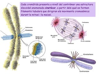 Cada cromàtida presenta a nivell del centròmer una estructura discoïdal anomenada  cinetòcor , a partir dels qual es formen filaments tubulars que dirigiran els moviments cromosòmics durant la mitosi i la meiosi.  