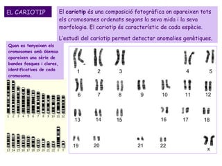 EL  CARIOTIP El  cariotip  és una composició fotogràfica on apareixen tots els cromosomes ordenats segons la seva mida i la seva morfologia. El cariotip és característic de cada espècie.  L’estudi del cariotip permet detectar anomalies genètiques. Quan es tenyeixen els cromosomes amb Giemsa apareixen una sèrie de bandes fosques i clares, identificatives de cada cromosoma. 