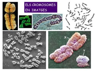 ELS CROMOSOMES EN  IMATGES 