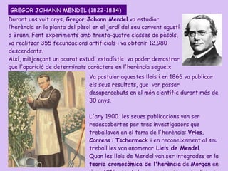 Durant uns vuit anys,  Gregor Johann Mendel  va estudiar l’herència en la planta del pèsol en el jardí del seu convent agustí a Brünn. Fent experiments amb trenta-quatre classes de pèsols, va realitzar 355 fecundacions artificials i va obtenir 12.980 descendents. Així, mitjançant un acurat estudi estadístic, va poder demostrar que l'aparició de determinats caràcters en l'herència segueix unes pautes concretes.  GREGOR JOHANN MENDEL (1822-1884) Va postular aquestes lleis i en 1866 va publicar els seus resultats, que  van passar desapercebuts en el món científic durant més de 30 anys. L'any 1900  les seues publicacions van ser redescobertes per tres investigadors que treballaven en el tema de l'herència:  Vries ,  Correns  i  Tschermack  i en reconeixement al seu treball les van anomenar  Lleis de Mendel . Quan les lleis de Mendel van ser integrades en la  teoria cromosòmica de l'herència  de  Morgan  en l'any 1915 es pot dir que van passar a ser la base de la genètica clàssica. 