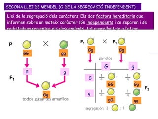 SEGONA LLEI DE MENDEL (O DE LA SEGREGACIÓ INDEPENDENT) GG gg g G Gg G G g g gG Gg Gg Gg gg GG  Llei de la segregació dels caràcters. Els dos  factors hereditaris  que informen sobre un mateix caràcter són  independents  i se separen i se redistribueixen entre els descendents, tot aparellant-se a l’atzar. 