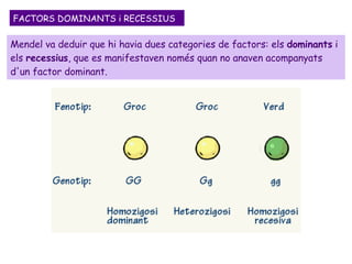 Mendel va deduir que hi havia dues categories de factors: els  dominants  i els  recessius , que es manifestaven només quan no anaven acompanyats d'un factor dominant.  FACTORS DOMINANTS i RECESSIUS 