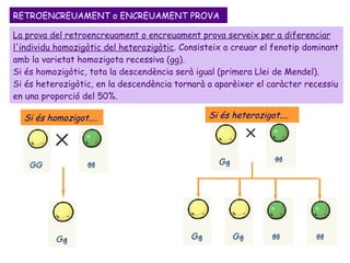 La prova del retroencreuament o encreuament prova serveix per a diferenciar l'individu homozigòtic del heterozigòtic . Consisteix a creuar el fenotip dominant amb la varietat homozigota recessiva (gg).  Si és homozigòtic, tota la descendència serà igual (primera Llei de Mendel). Si és heterozigòtic, en la descendència tornarà a aparèixer el caràcter recessiu en una proporció del 50%. RETROENCREUAMENT o ENCREUAMENT PROVA Si és homozigot.... Si és heterozigot.... 
