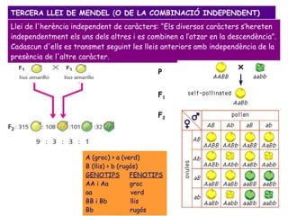 Llei de l'herència independent de caràcters: “Els diversos caràcters s’hereten independentment els uns dels altres i es combinen a l’atzar en la descendència”. Cadascun d'ells es transmet seguint les lleis anteriors amb independència de la presència de l'altre caràcter.  TERCERA LLEI DE MENDEL  ( O DE LA COMBINACIÓ INDEPENDENT) P F 1 F 2 A (groc) > a (verd)  B (llis) > b (rugós) GENOTIPS   FENOTIPS AA i Aa  groc aa  verd BB i Bb  llis Bb  rugós 