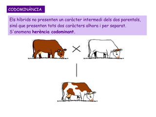 CODOMINÀNCIA Els híbrids no presenten un caràcter intermedi dels dos parentals, sinó que presenten tots dos caràcters alhora i per separat. S'anomena  herència codominant. 