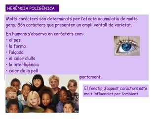 Molts caràcters són determinats per l’efecte acumulatiu de molts gens. Són caràcters que presenten un ampli ventall de varietat.  En humans s’observa en caràcters com: el pes la forma l’alçada el color d’ulls la intel·ligència color de la pell alguns trets de la conducta i el comportament. HERÈNCIA POLIGÈNICA El fenotip d’aquest caràcters està molt influenciat per l’ambient 