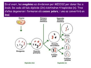 En el ovari, les  ovogònies  es divideixen per MEIOSI per donar lloc a òvuls. De cada cèl·lula diploïde (2n) s’obtindran 4 haploïdes (n). Tres d’elles degeneran i formaran els  cossos polars , i una es convertirà en  òvul . 