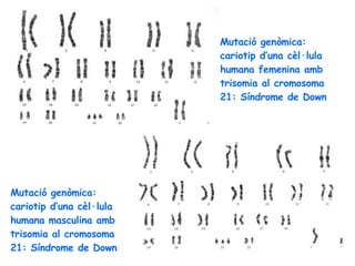 Mutació genòmica: cariotip d’una cèl·lula humana masculina amb trisomia al cromosoma 21: Síndrome de Down Mutació genòmica: cariotip d’una cèl·lula humana femenina amb trisomia al cromosoma 21: Síndrome de Down 