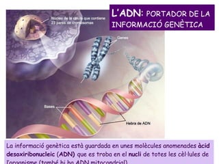 La informació genètica està guardada en unes molècules anomenades  àcid desoxiribonucleic  ( ADN)  que es troba en el  nucli  de totes les cèl·lules de l’organisme (també hi ha ADN mitocondrial) . L’ADN :  PORTADOR DE LA INFORMACIÓ GENÈTICA 